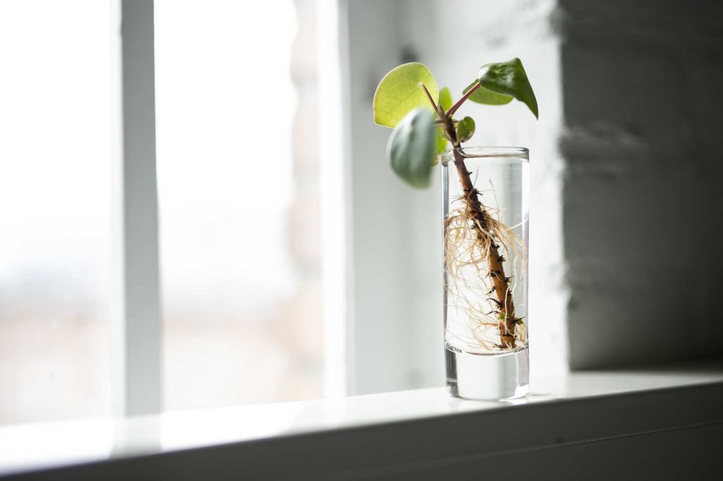 Serene plant achter glas symboliseert rust en herstel voor burn-out behandeling in Breda